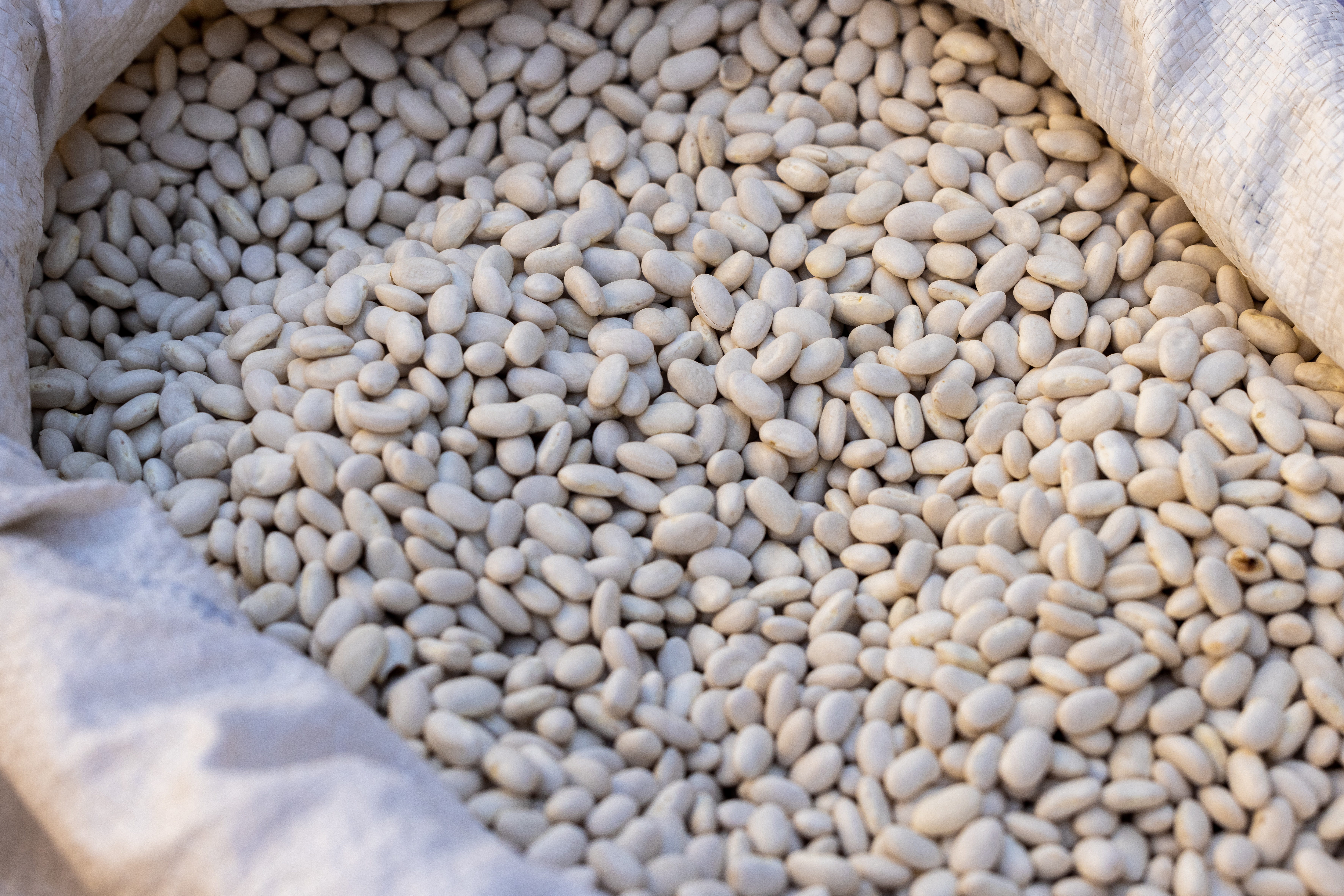 Pulses Image